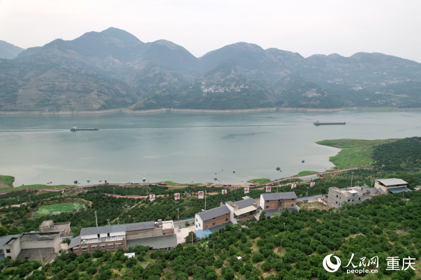 三沱村正以“三峽橙莊”建設(shè)為契機(jī)，描繪鄉(xiāng)村振興新圖景。人民網(wǎng)記者 劉政寧攝