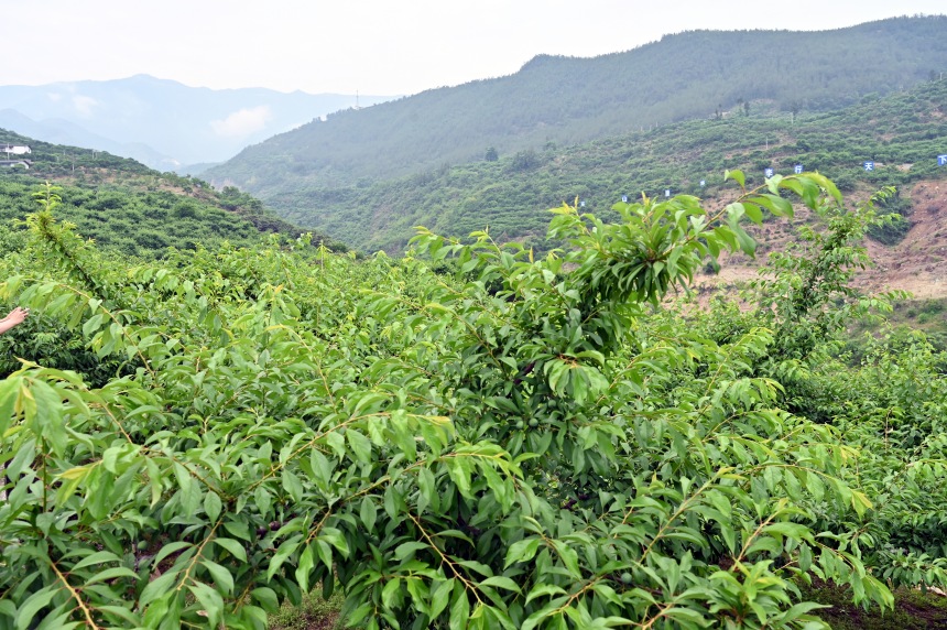 柑園村漫山遍野的脆李樹。鄒樂攝