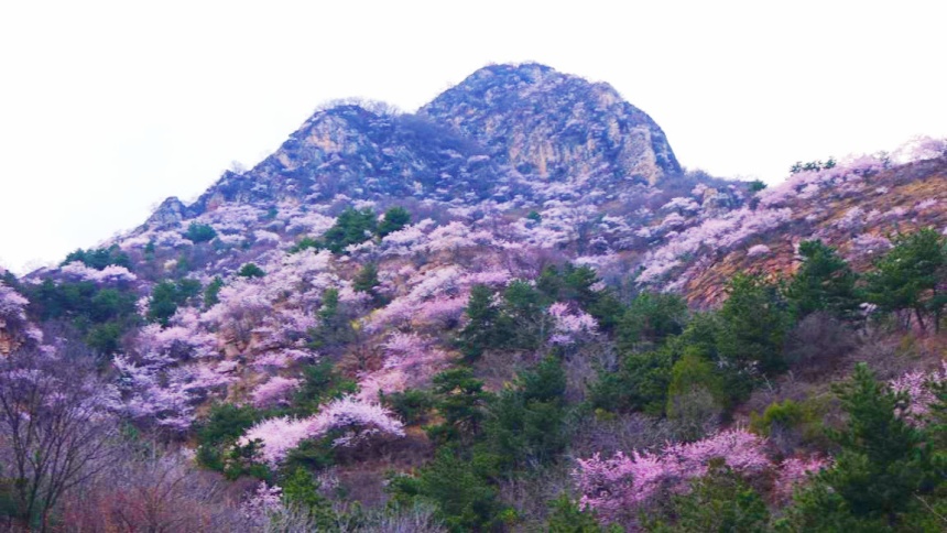 武安市東太行百里畫廊里的山桃花。李樹鋒攝