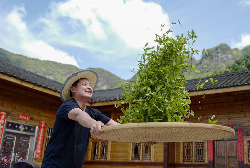 2023年4月19日，重慶市南川區(qū)德隆鎮(zhèn)茶樹村一個居民點，制茶工藝傳承人在幫助村民翻曬新鮮茶葉。