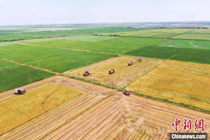 圖為在南昌縣大田農(nóng)社，收割機(jī)正在收割早稻?！⒘?攝