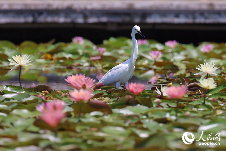 白鷺在睡蓮盛開的池塘中流連。人民網(wǎng)記者 陳博攝