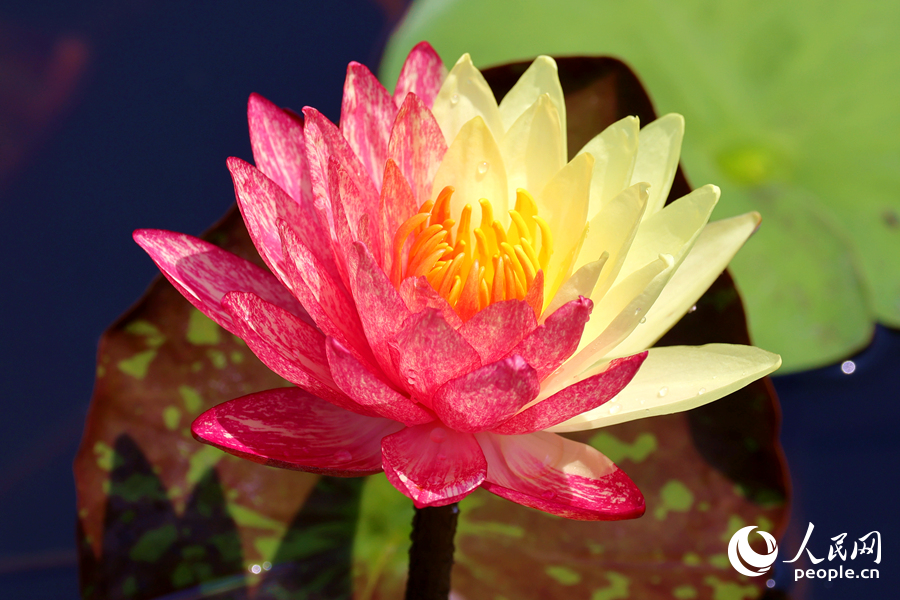 廈門海灣公園中，雙色睡蓮嬌艷欲滴。人民網(wǎng)記者 陳博攝